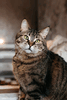 Ручная ласковая кошка Музыка с кисточками на ушах в добрые руки