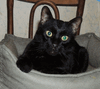 Брутальный черный кот Степан в добрые руки