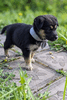 Адаптивный, умный и контактный щенок Василиса ищет дом
