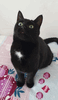 Ласковая чёрная кошка-мечтательница в дар