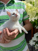 Котята от дачной кошки в добрые руки