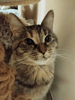 Красивая контактная кошка Анфиса в добрые руки