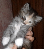 продаю котяток от красивой сибирской породы кошки Кати