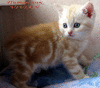 Британские котята красный мрамор на серебре из питомника