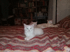 котята 2 месяца турецкой ангоры из питомника