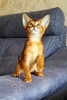 Абиссинский котенок дикого окраса (мальчик)