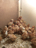 Недельные цыплята