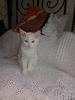 Котёнок турецкой ангоры белый девочка