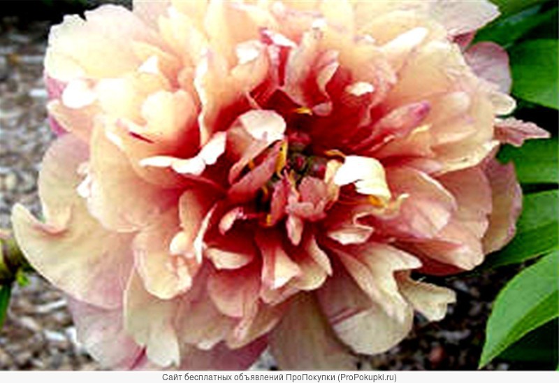 Berry berry fine. Пион Berry Garcia. Итон пион. Пион Ито-гибрид Берри Гарсия. Пион Ито Berry Garcia (Paeonia Itoh).