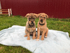 Два прекрасных щенка ищут дом