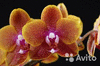 Орхидея Sogo Lawrence
