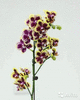 Орхидея Chiada Xenia