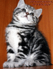 Британские котята черный мрамор на серебре из питомника