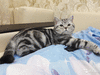 Вязка с мраморным прямоухим чистокровным котом