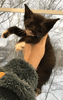 Бурма-тонкинез котята соболиного окраса