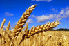 пшеница,ячмень