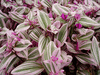 Традесканция (Tradescantia fluminensis 'Lilac')