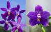 Орхидея Phal. violacea indigo x (Phal. tetraspis x specio )