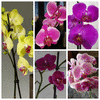 Фаленопсис орхидеи - украшение Вашего дома