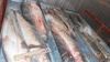 Рыба оптом Пеленгас, Кефаль-Лобан от производителя