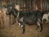 Продам дойных коз, козлят и козочек, рабочих козлов