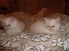 Роскошных персидских котят колор-пойнт