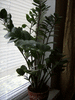 Замиокулькас-долларовое дерево