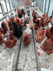 Куриные яйца с семейной фермы