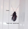 Кормовой таракан жук - Диплоптера 2,5см