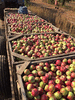 Продам яблоки из ростовских садов