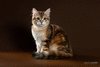 Сибирский котенок-котик золотого мраморного окраса