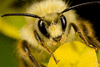 Пчелопакеты и пчелосемьи