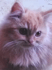 Добрейший милейший котенок-перс
