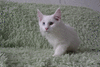 котик породы мейн-кун белого окраса