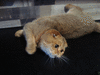 золотистый тикированный кот