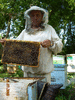 продаю мёд с собственной пасеки