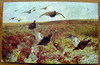 Охота. «Шотландские граусы». 1900 год