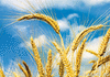 Семена ярового ячменя, пшеницы, просо и кукурузы