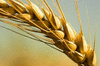 Семена озимой пшеницы Веха, Гром, Гурт, Сила, Степь, Таня и др