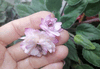 Фиалка Литуаника. Комнатные цветы