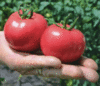 Рассада томатов открытого грунта
