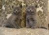 Крупные шотландские плюшевые котята