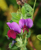 Вика яровая (Vicia sativa)
