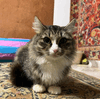 Миниатюрная длинношерстная кошка Василиса в добрые руки