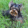 Мини кобель йорка/mini male yorkshire terrier